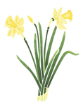 stencil ds2113 , Daffodil 