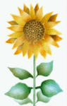 stencil v15 , Life Sized Sunflower 